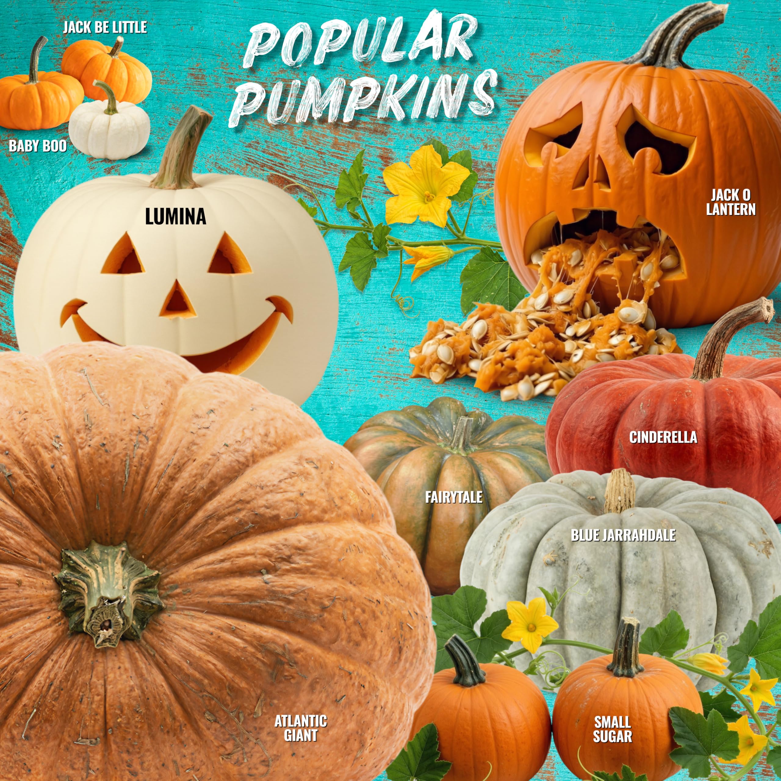 Garden view with Small Sugar pumpkins growing