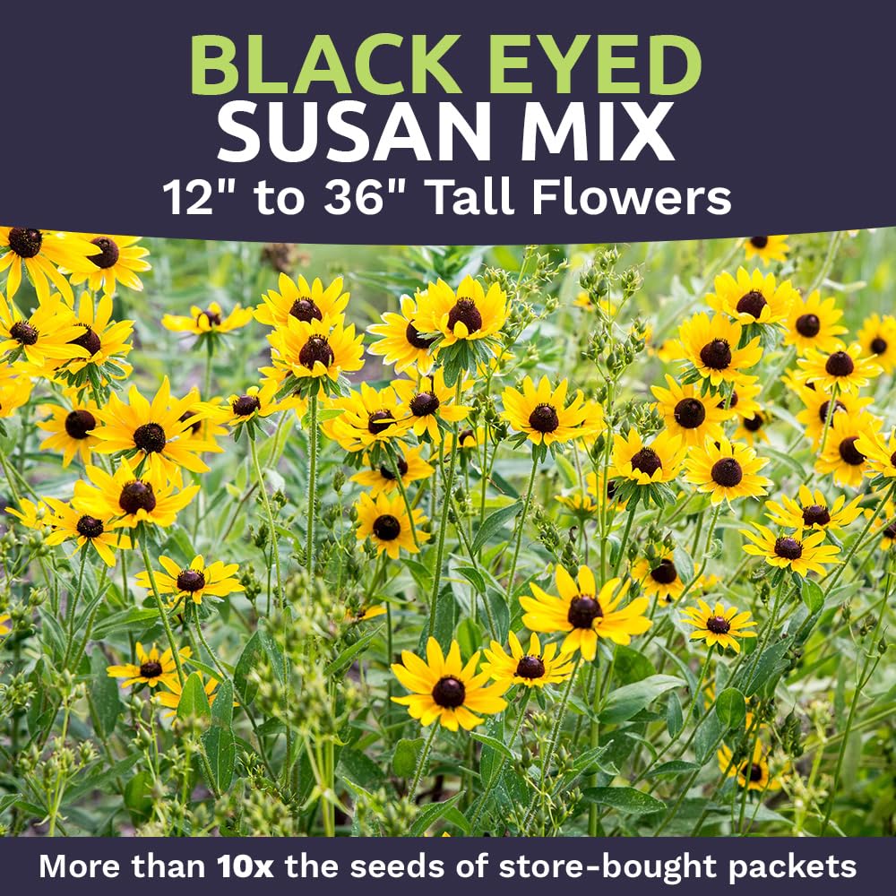 Garden with blooming Black Eyed Susan flowers