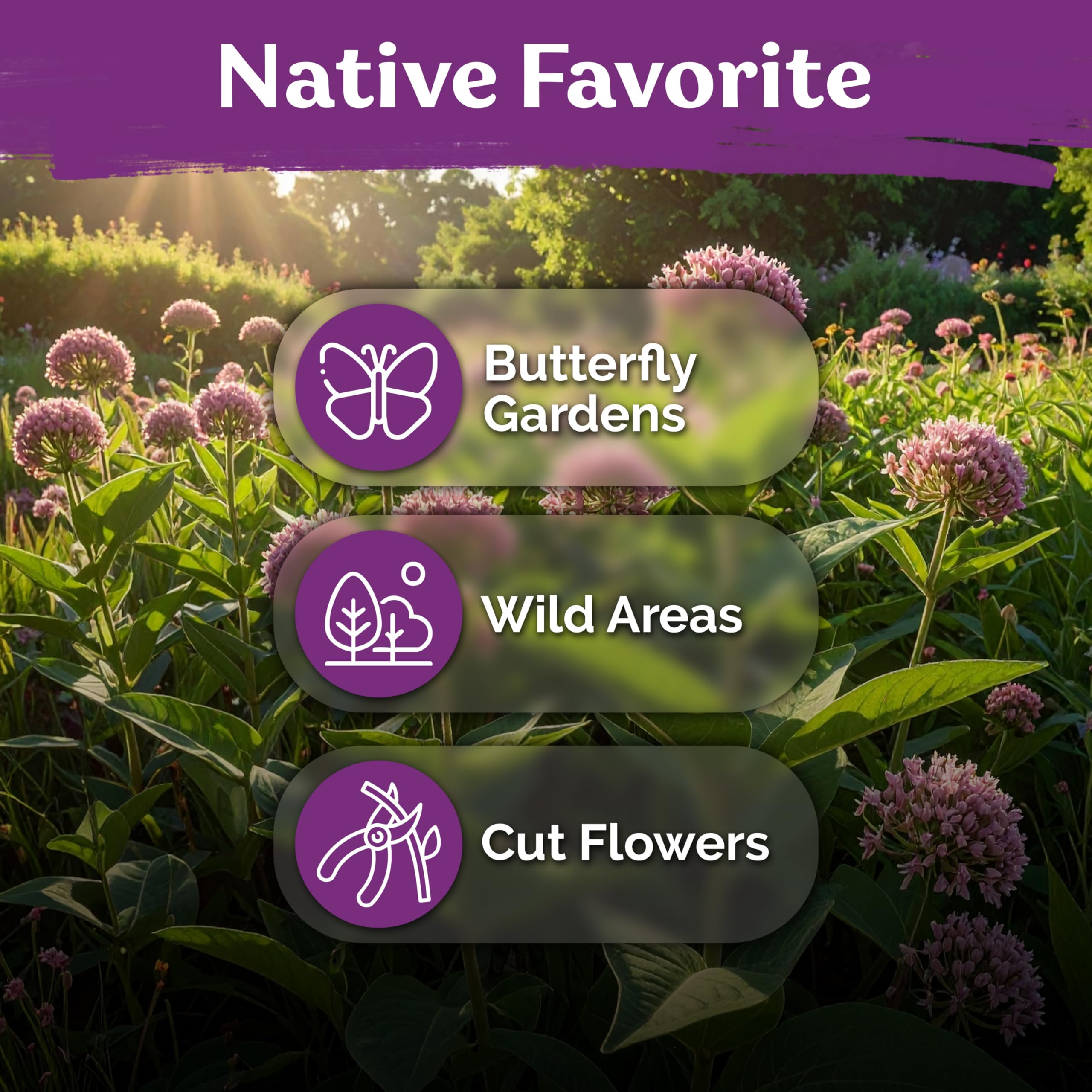 Garden with blooming Common Milkweed plants