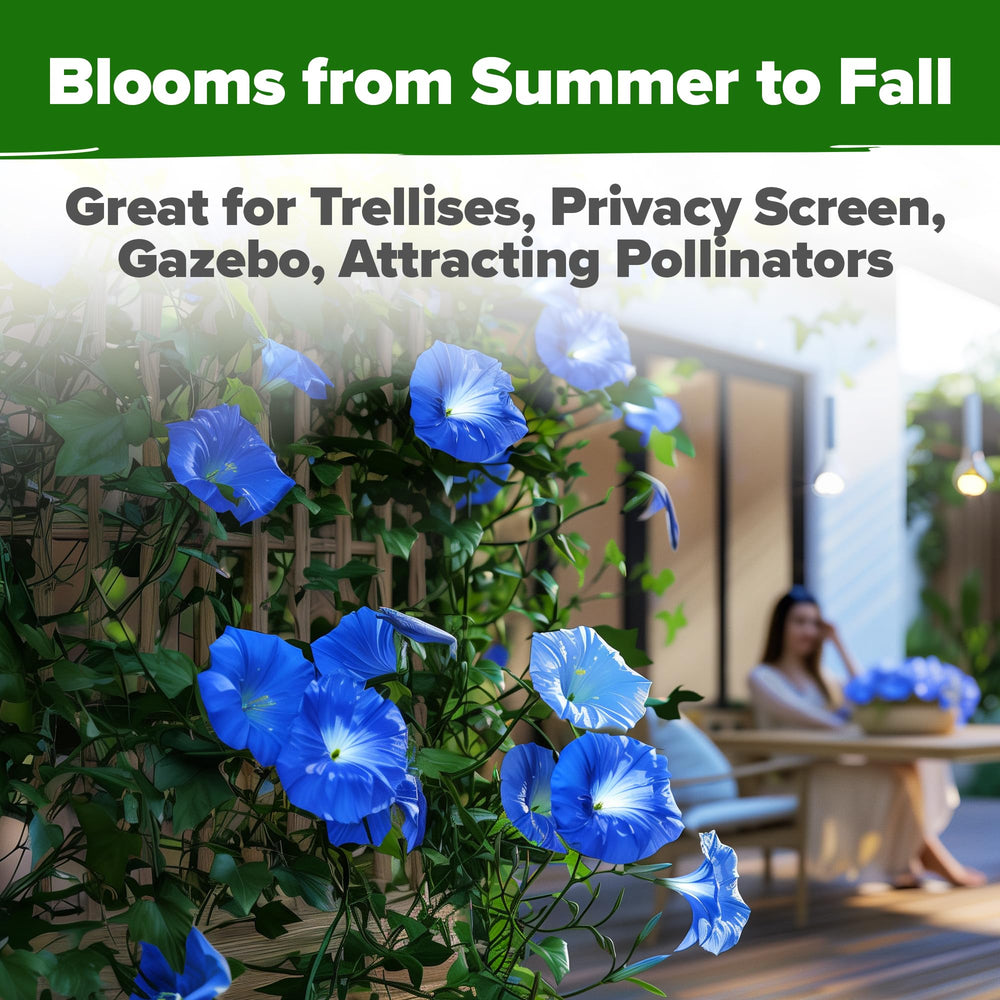 Garden with blooming Heavenly Blue Morning Glory