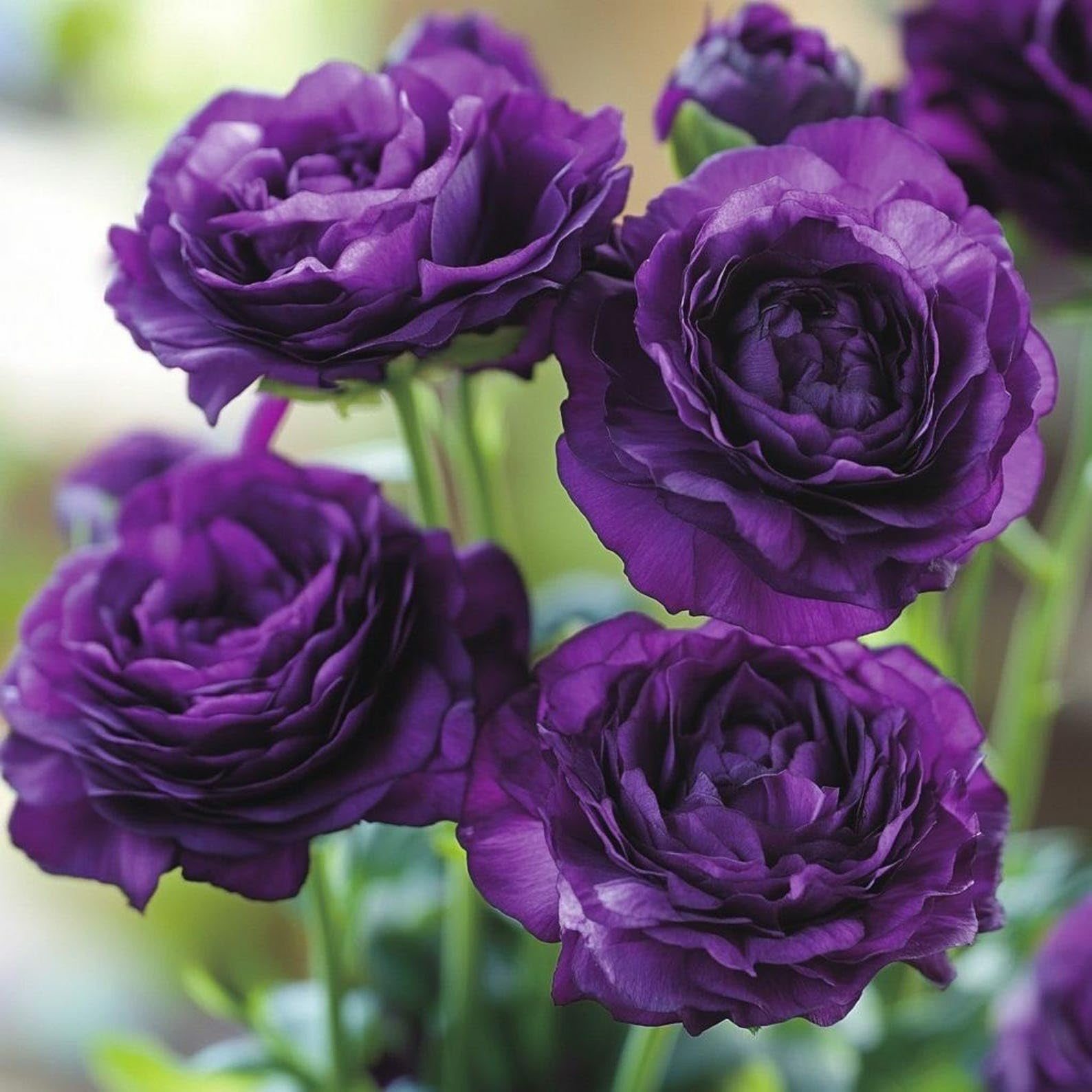 Garden with blooming Lisianthus flowers in various colours