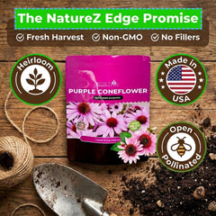 Garden with blooming purple coneflowers, showcasing Echinacea growth