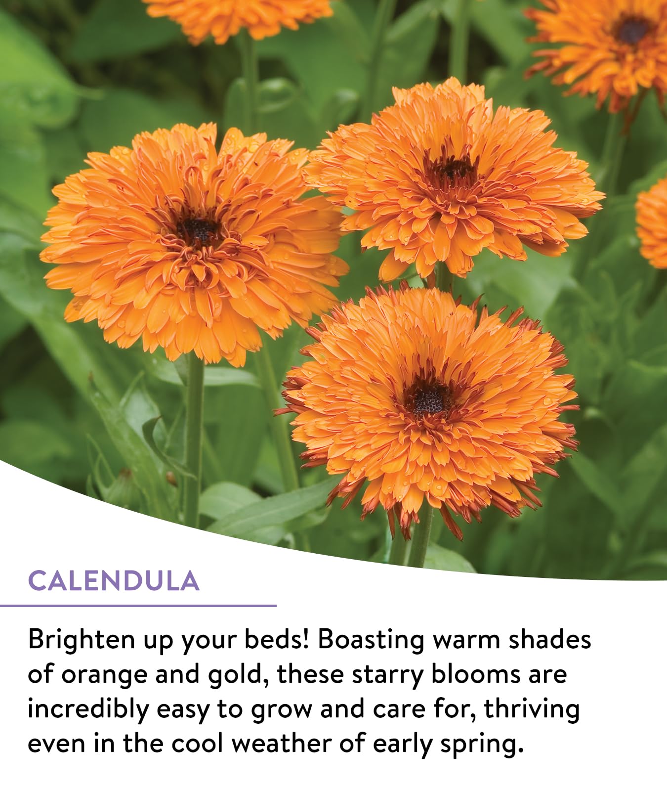 Garden with blooming wildflowers from Burpee seeds