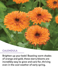 Garden with blooming wildflowers from Burpee seeds
