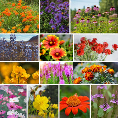 Garden with blooming wildflowers from the National Wildflower Seed Collection