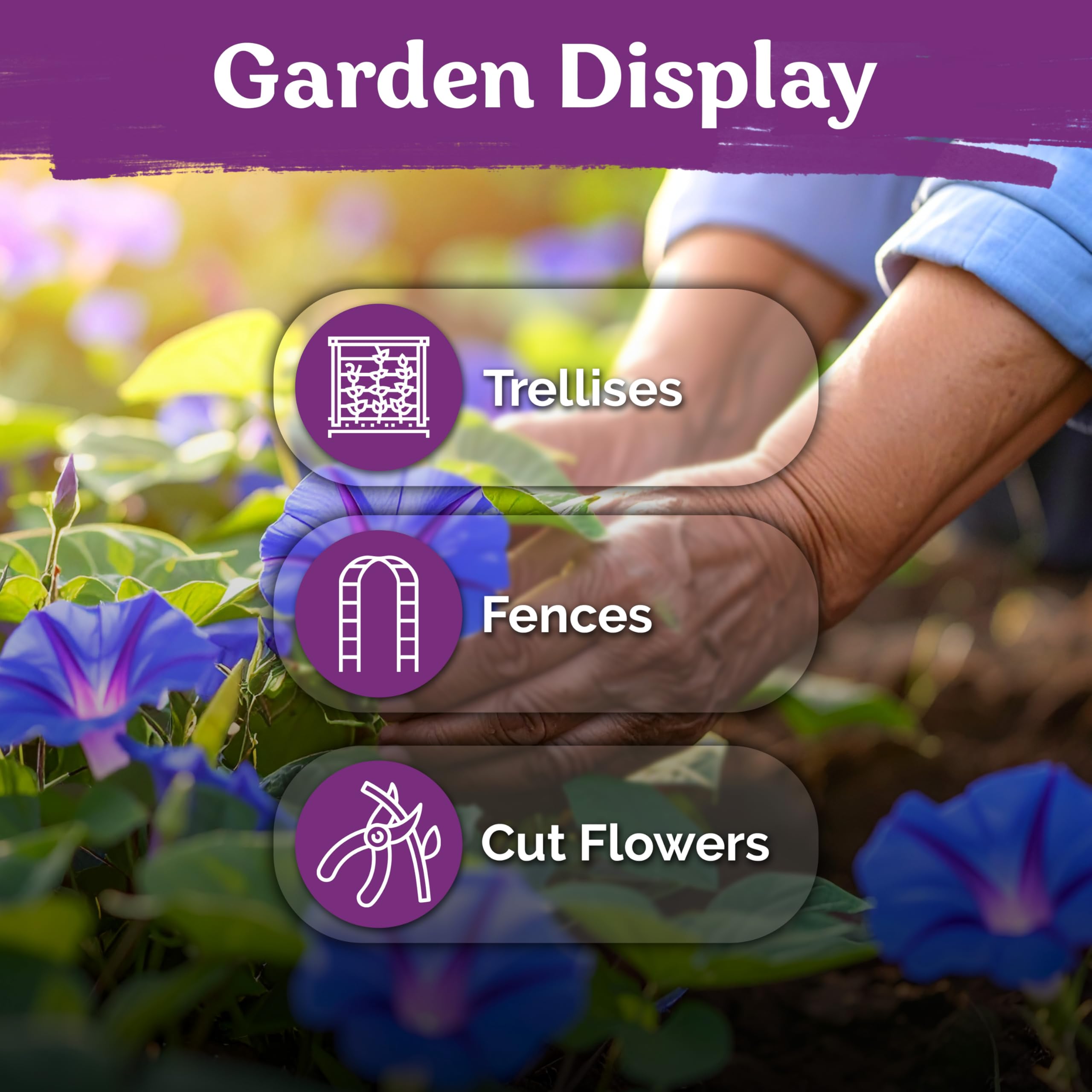 Garden with KVITER Grandpa OTT Morning Glory flowers attracting butterflies