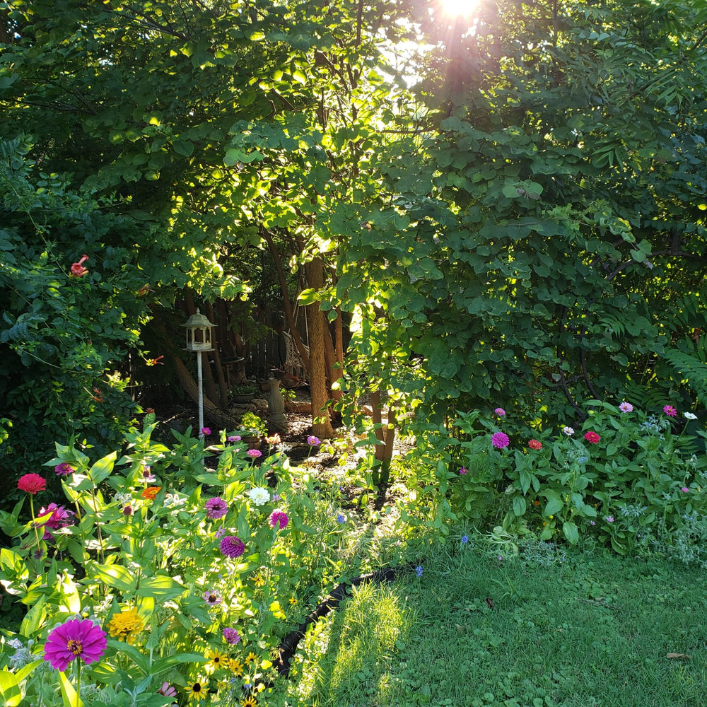Garden with vibrant flowers from BUZZY Seeds
