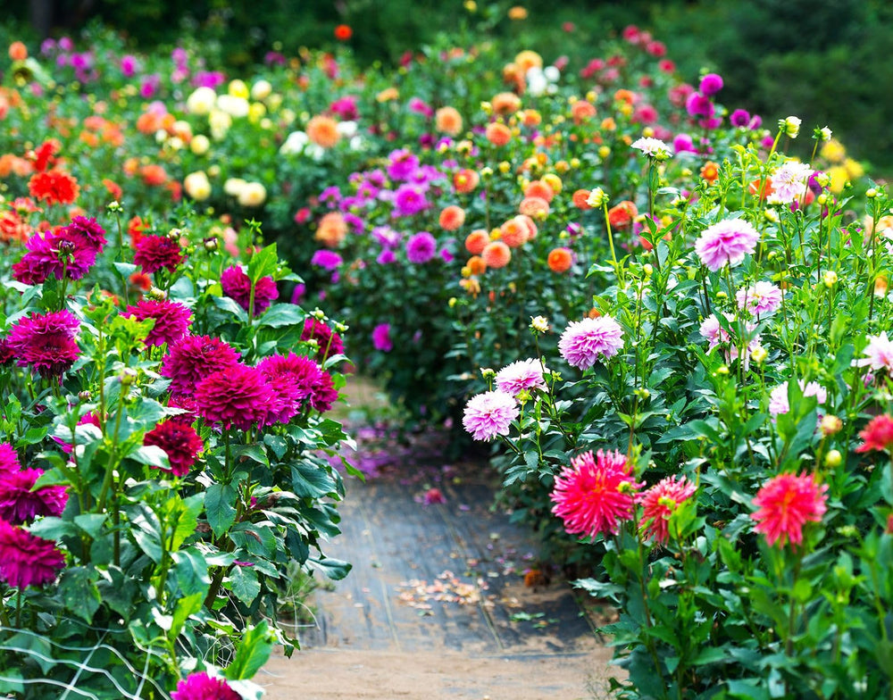 Gardener planting dahlia seeds in rich soil