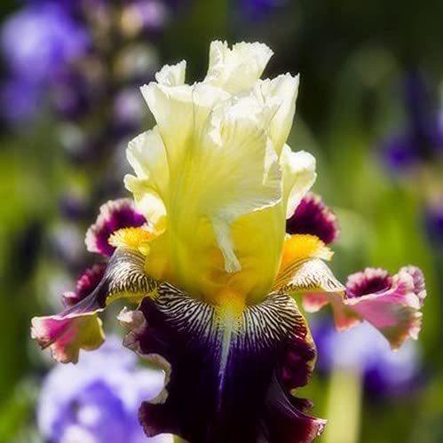 Gardener planting iris seeds in soil
