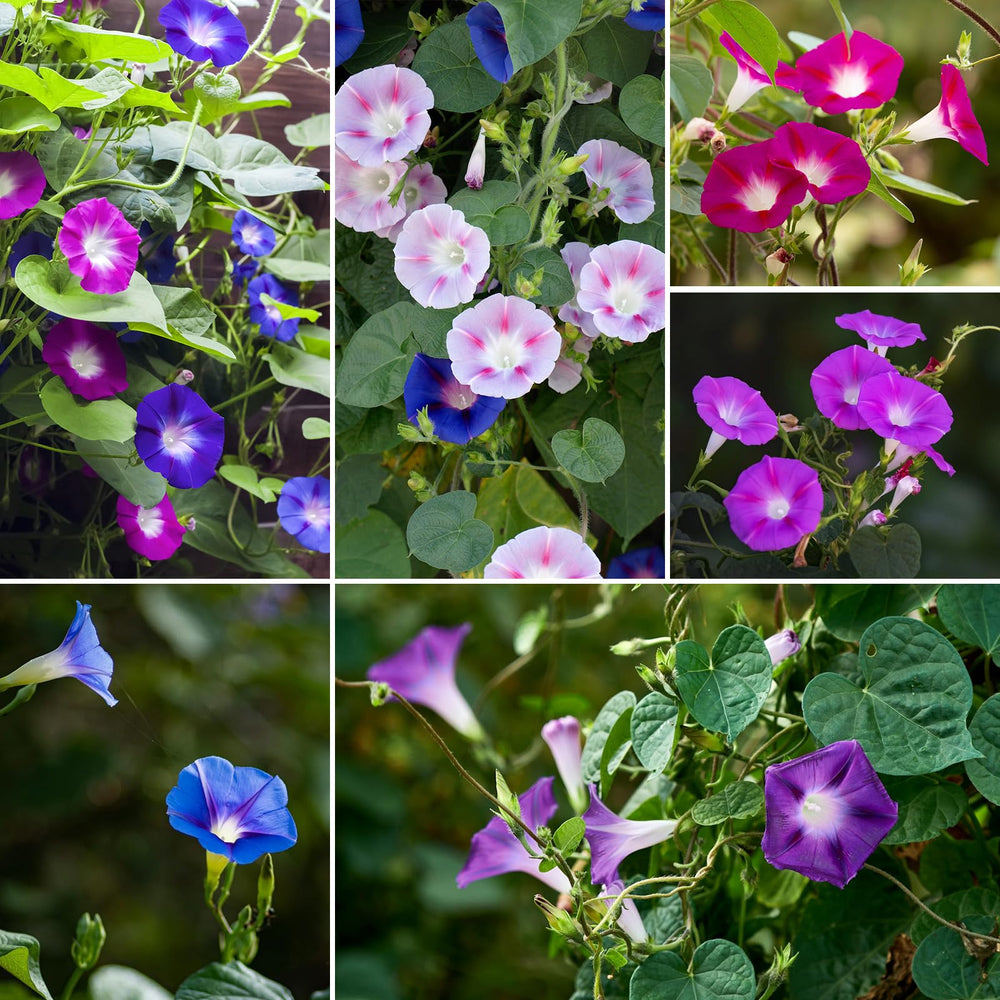 Gardener planting Morning Glory seeds in the soil