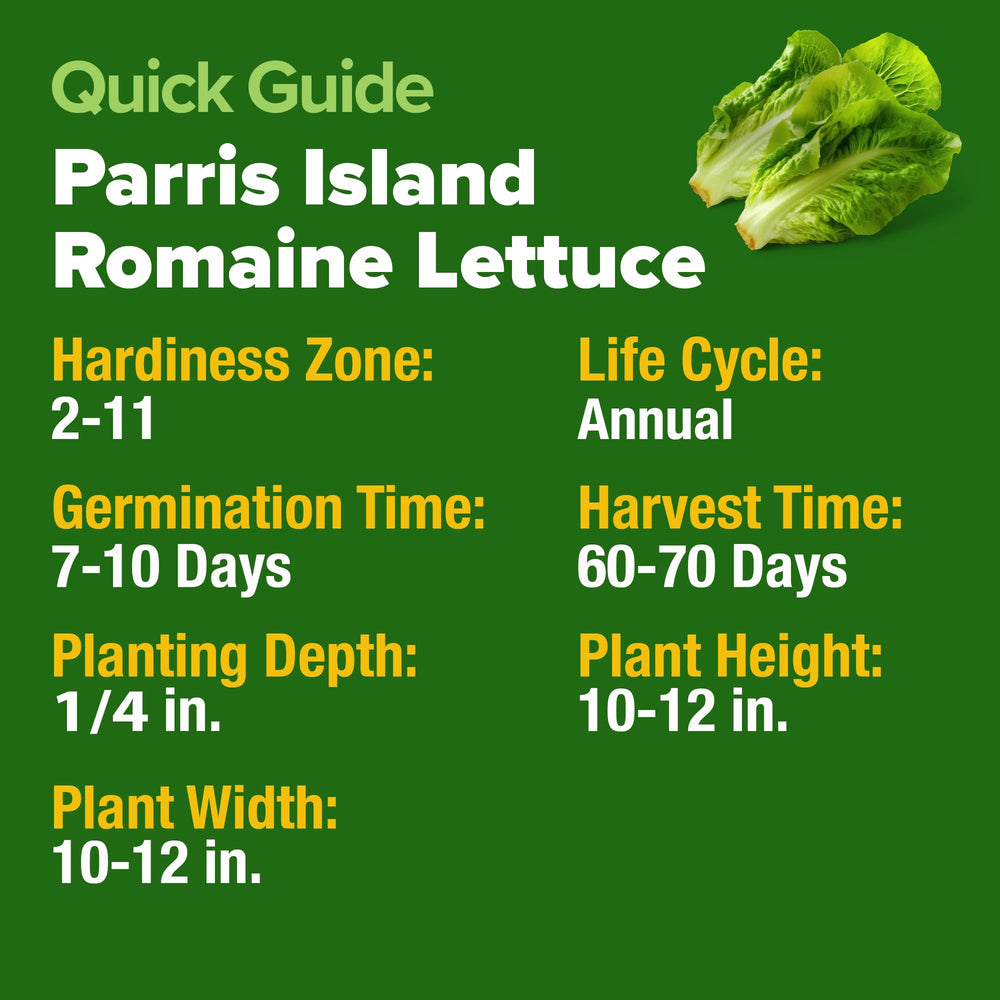 Gardener planting Parris Island Romaine Lettuce Seeds