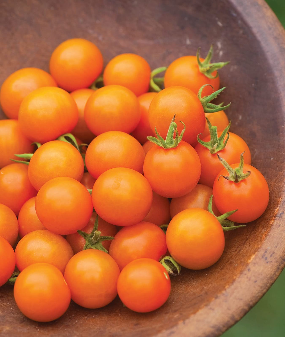 Gardener planting 'Sun Gold' cherry tomato seeds in soil