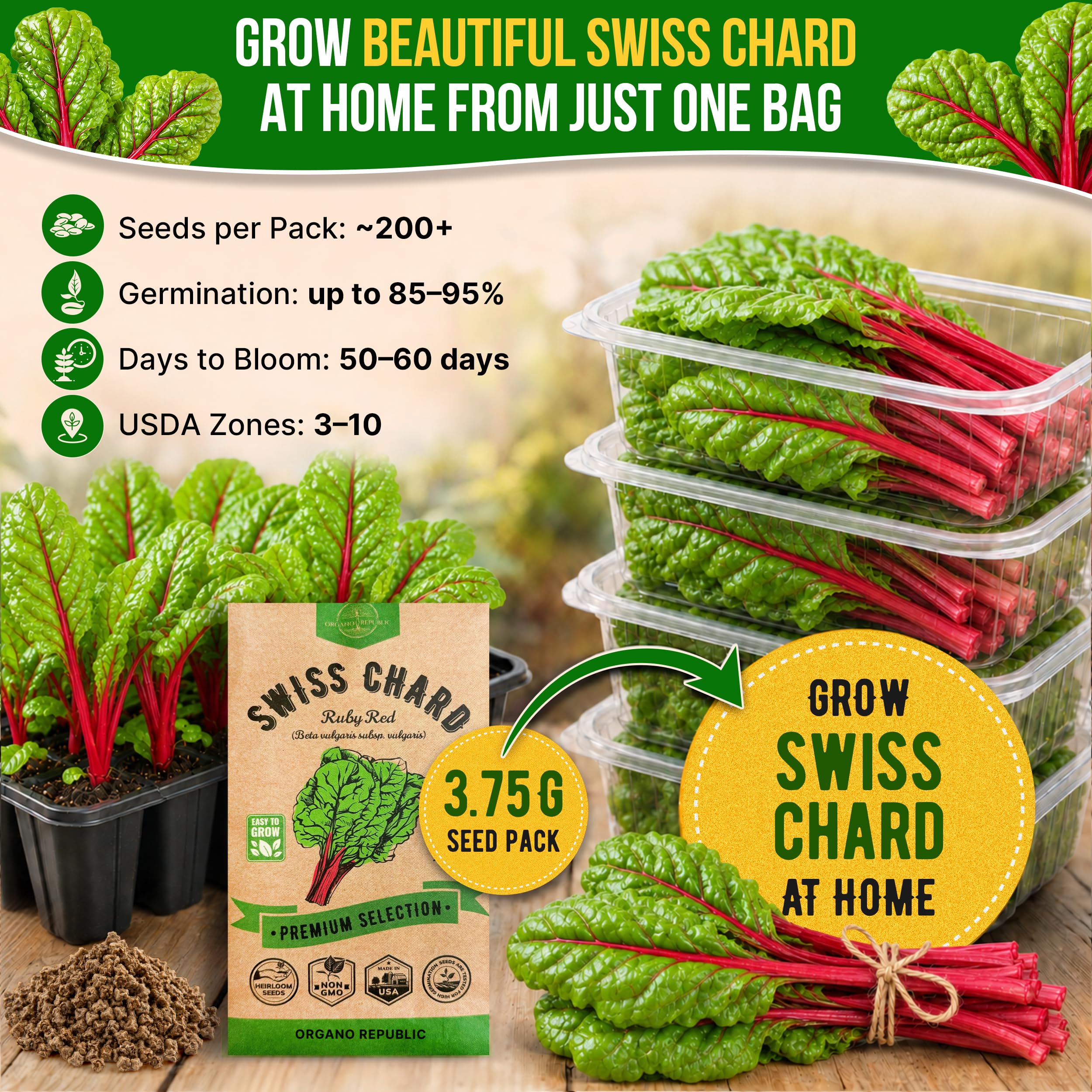 Gardener planting Swiss Chard seeds in garden bed