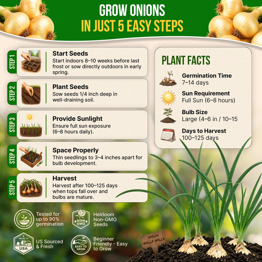 Gardener planting Walla Walla onion seeds in soil