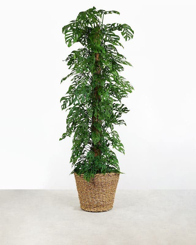 Gardenera Aroid Potting Mix alongside Philodendron plant
