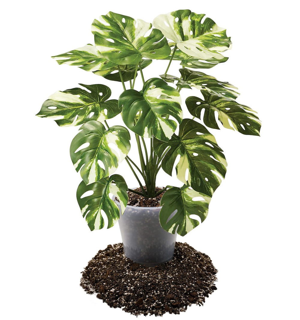 Gardenera Aroid Potting Mix in use with Pothos plant