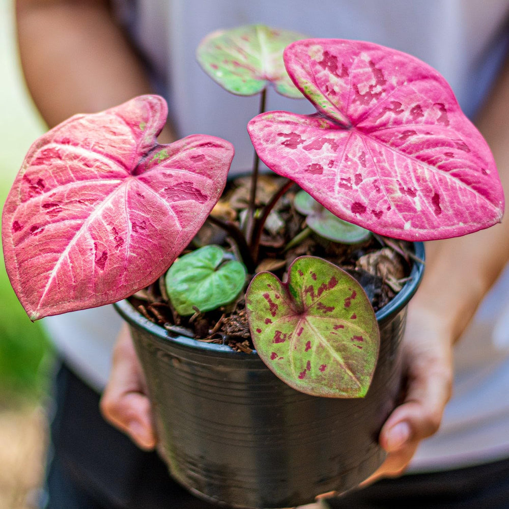 Gardenera Caladium Potting Mix in a gardening setup