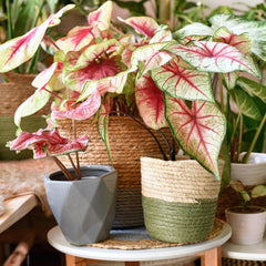 Gardenera Caladium Potting Soil showing texture and ingredients