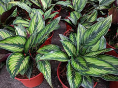 Gardenera Calathea Potting Soil 3 Quart bag side view