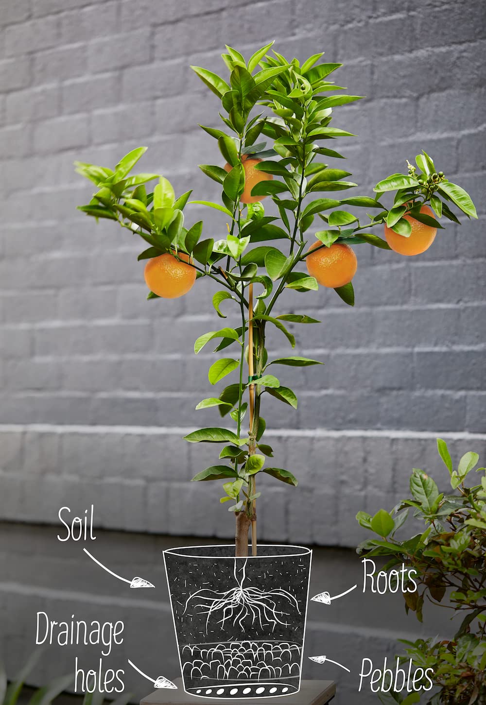 Gardenera Citrus Tree Potting Soil Mix texture and appearance