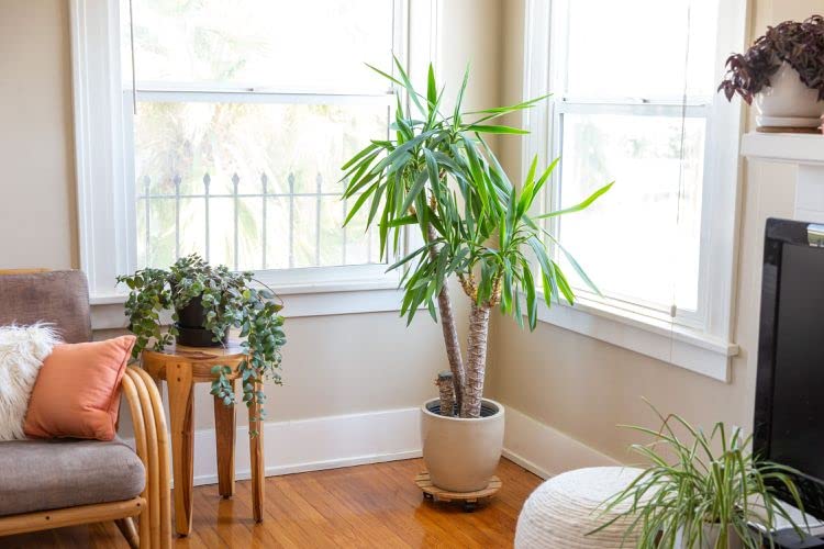 Gardenera Palm Tree Potting Mix bag with palm tree