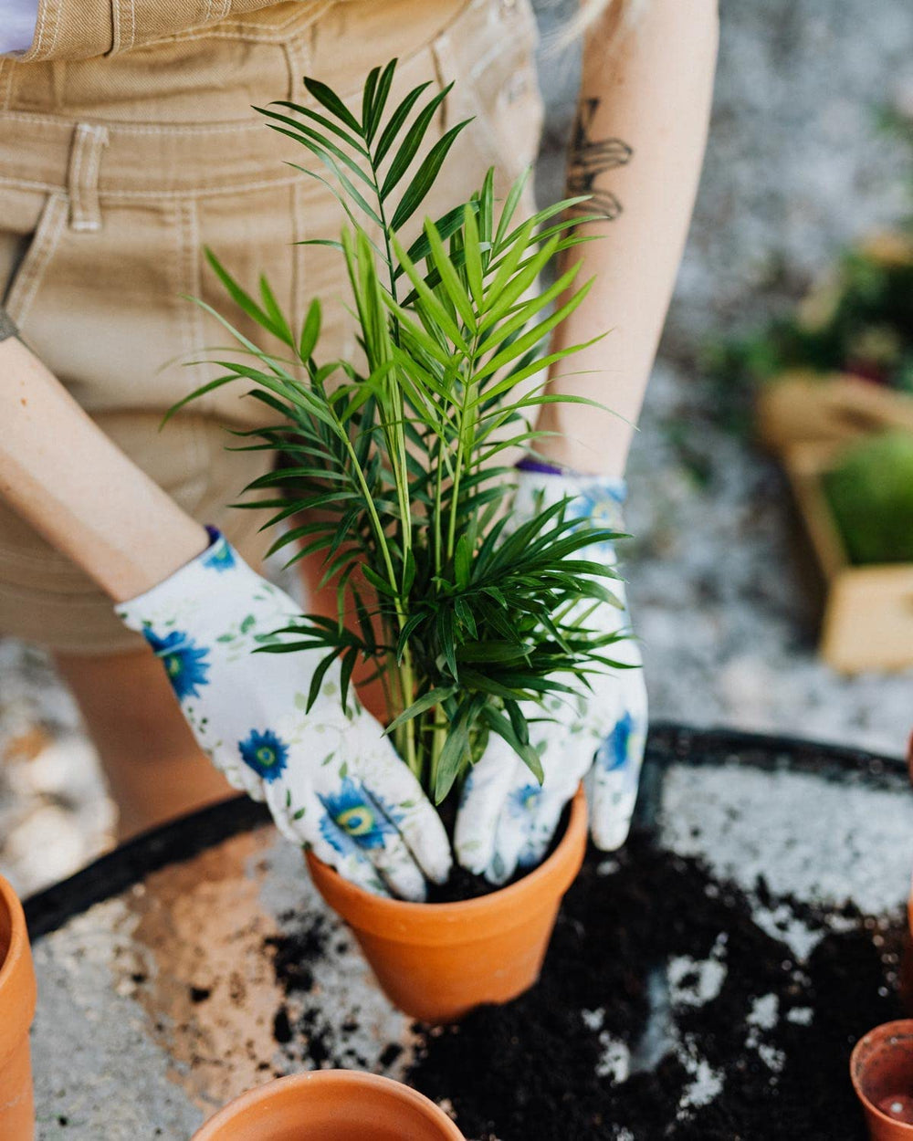 Gardenera Palm Tree Potting Mix in use with palm tree