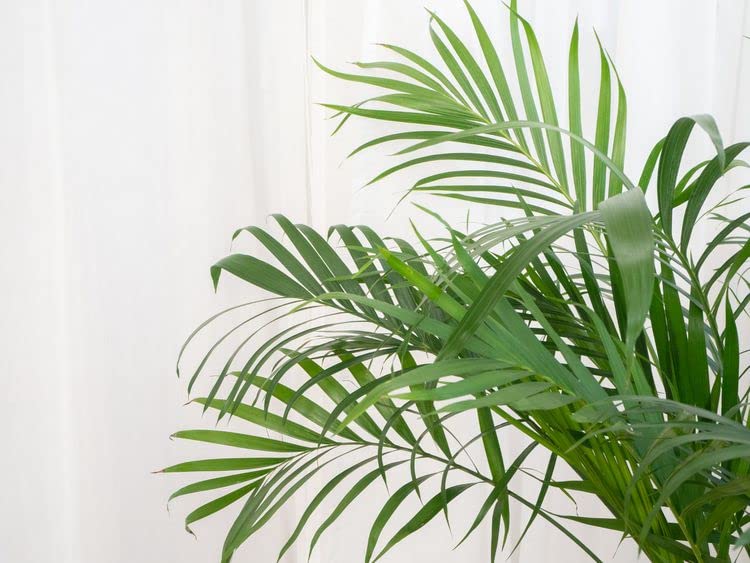 Gardenera Palm Tree Potting Mix ingredients layout