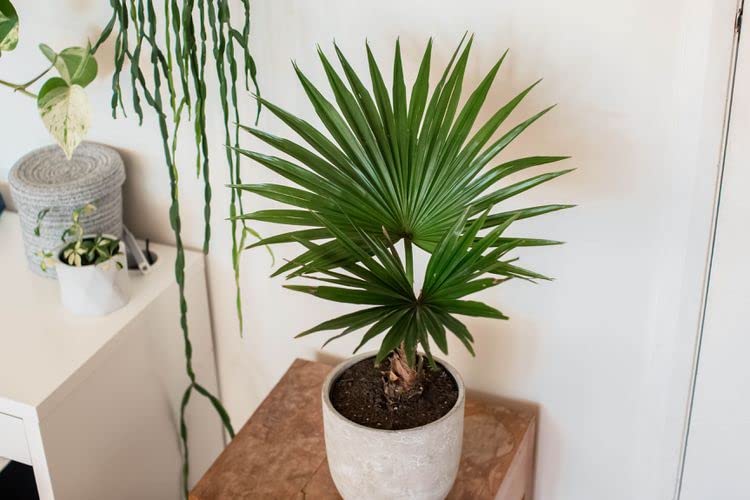 Gardenera Palm Tree Potting Mix texture close-up