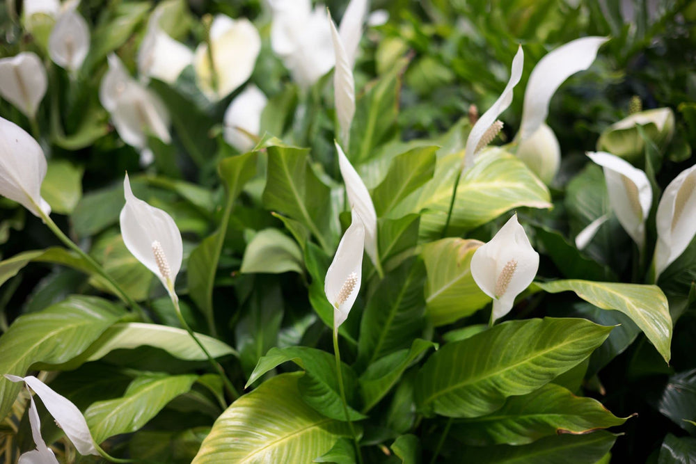 Gardenera Peace Lily Potting Mix packaging back view