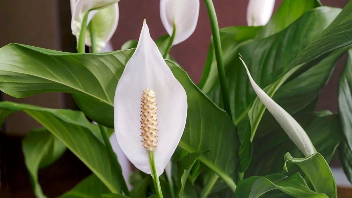 Gardenera Peace Lily Potting Mix texture and consistency