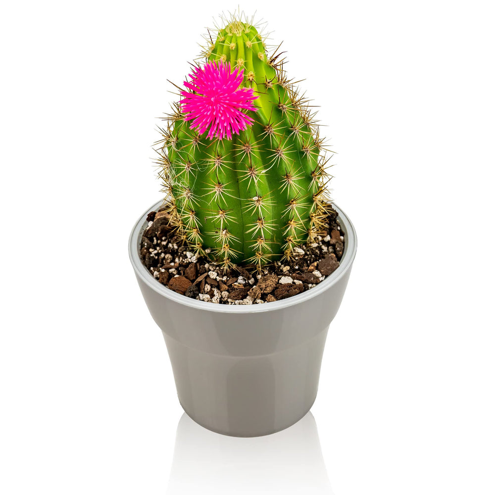 Gardenera Professional Succulent Soil Blend packaging details