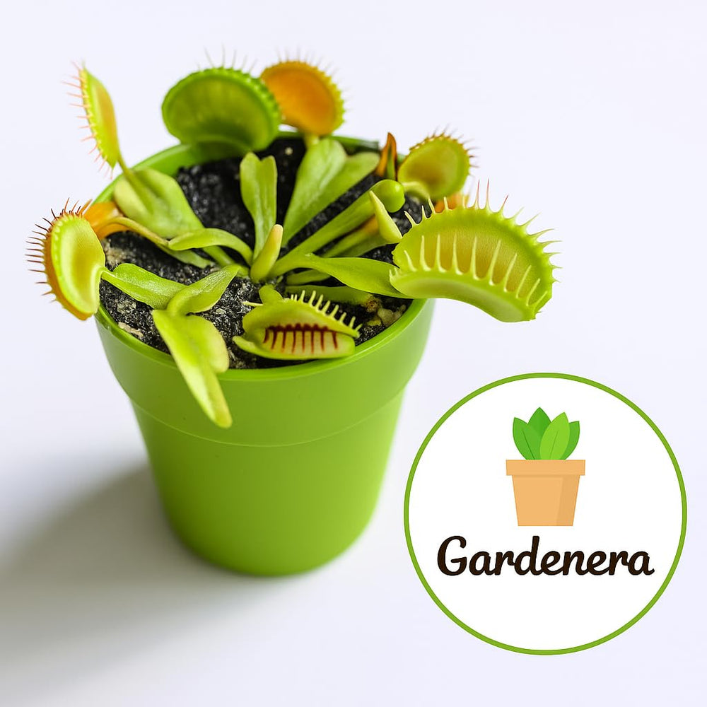 Gardenera Sphagnum Moss Potting Mix beside a Venus Fly Trap
