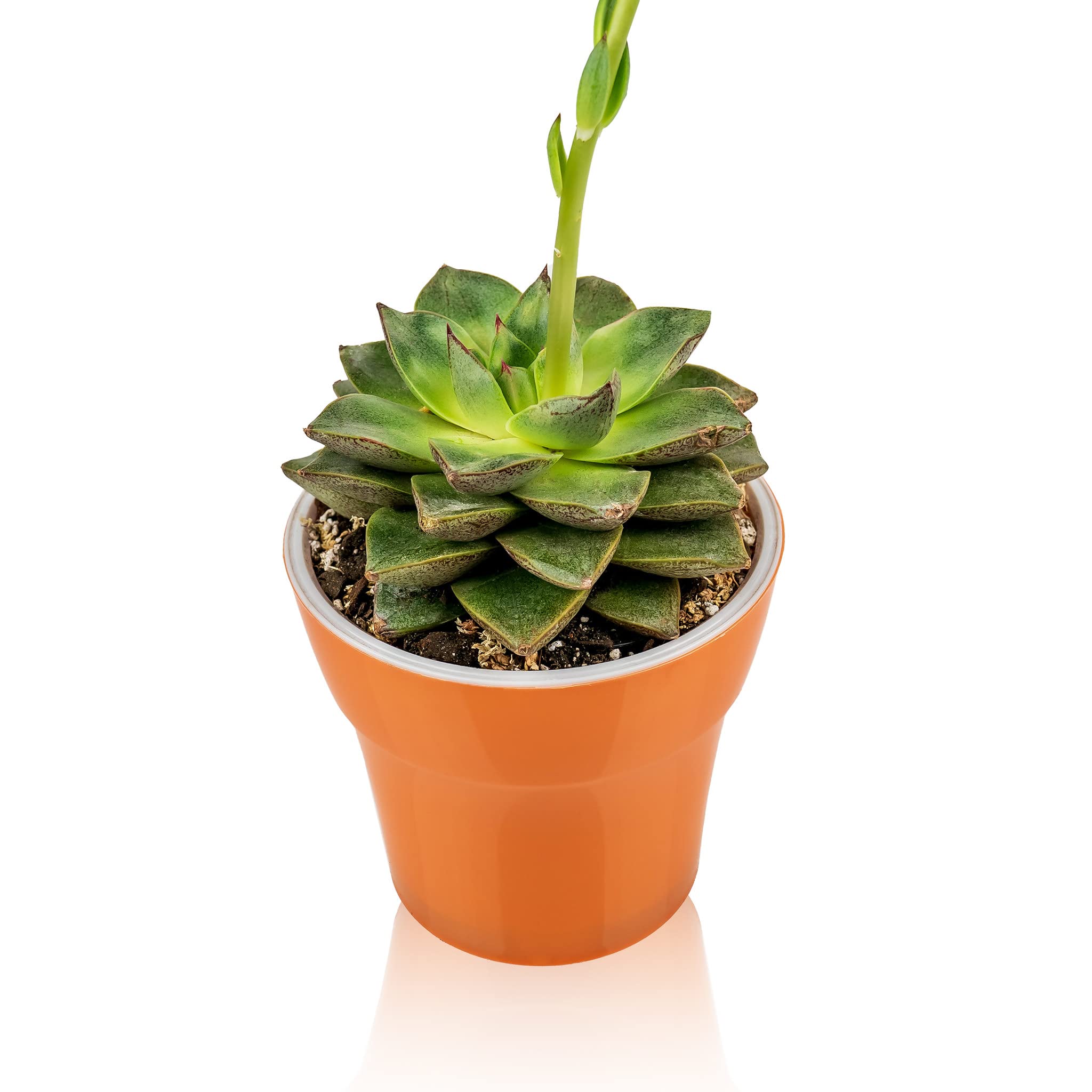 Gardenera succulent soil in use for planting cacti in a decorative pot