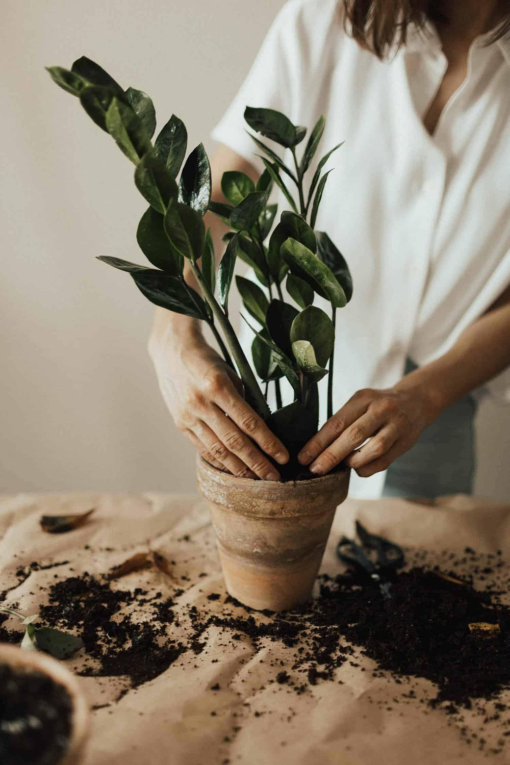 Gardenera ZZ Plant Potting Mix in use with ZZ Plant
