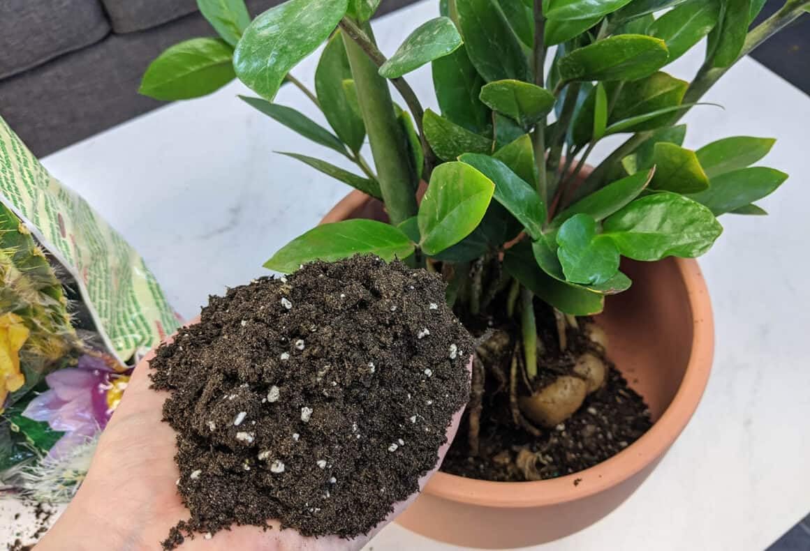 Gardenera ZZ Plant Potting Mix ingredients close-up