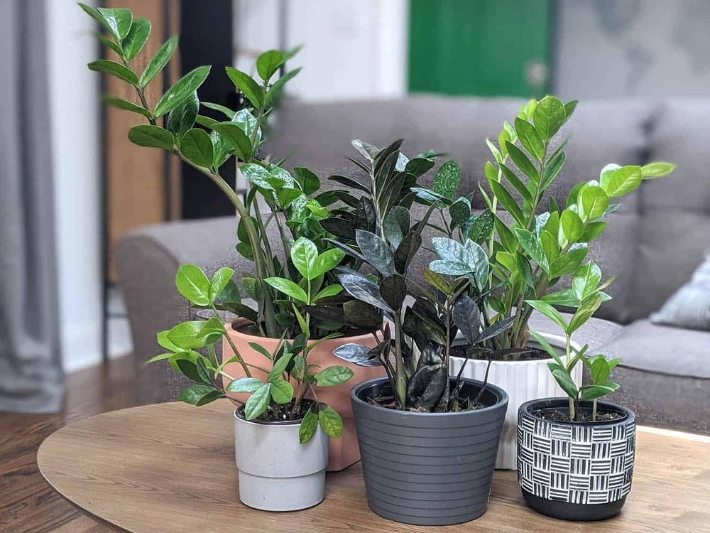 Gardenera ZZ Plant Potting Mix with ZZ Plant in a stylish pot