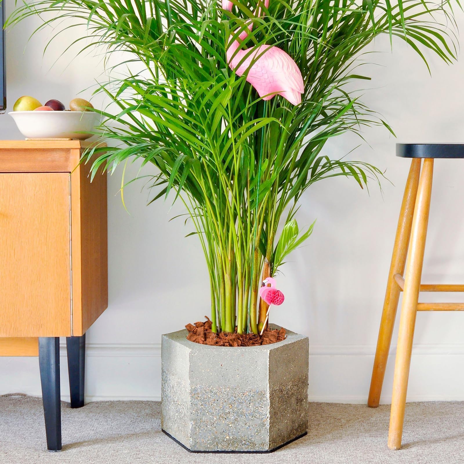 Gardening setup featuring Halatool Coco Husk Chips