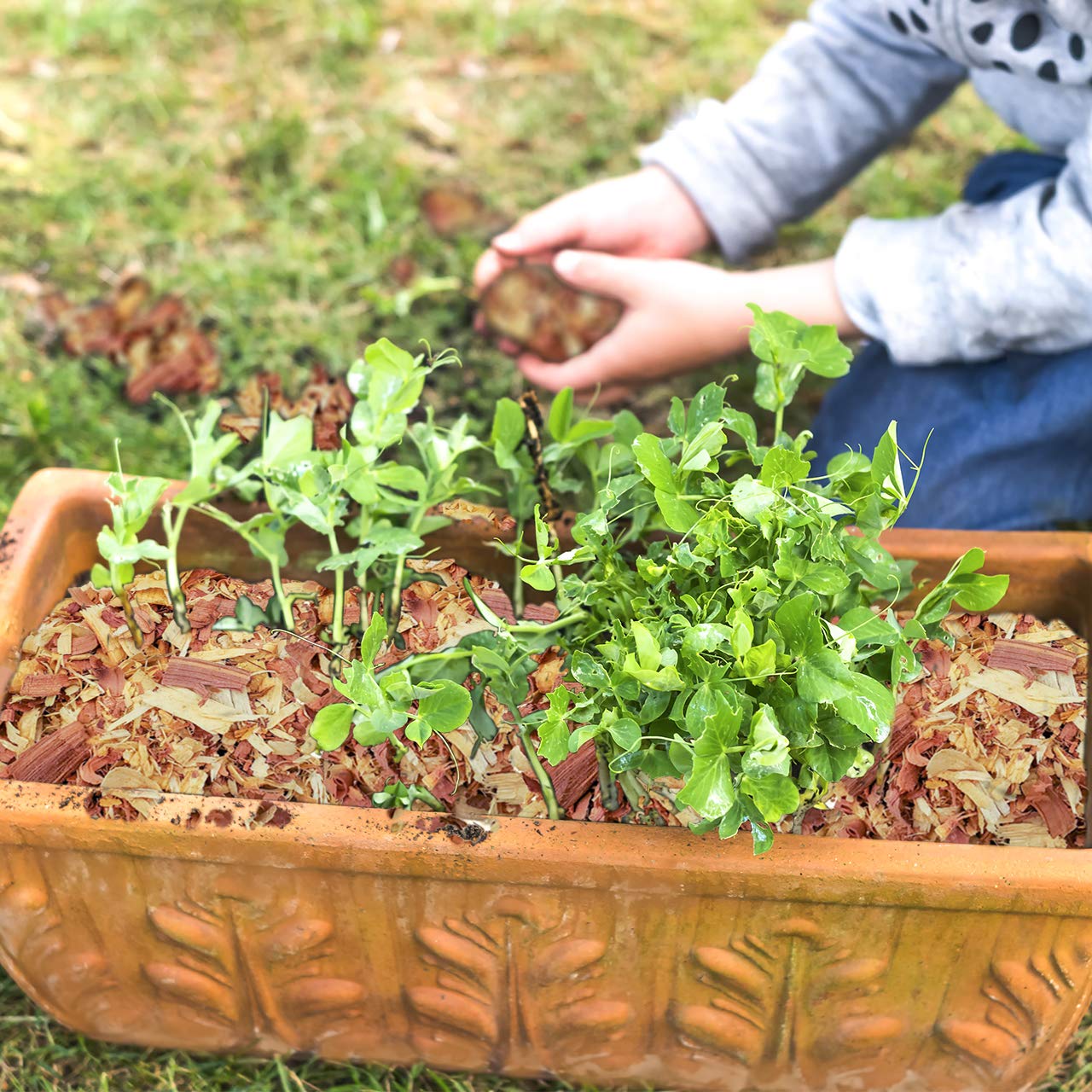 Gardening setup featuring Wood Smith USA Cedar Shavings