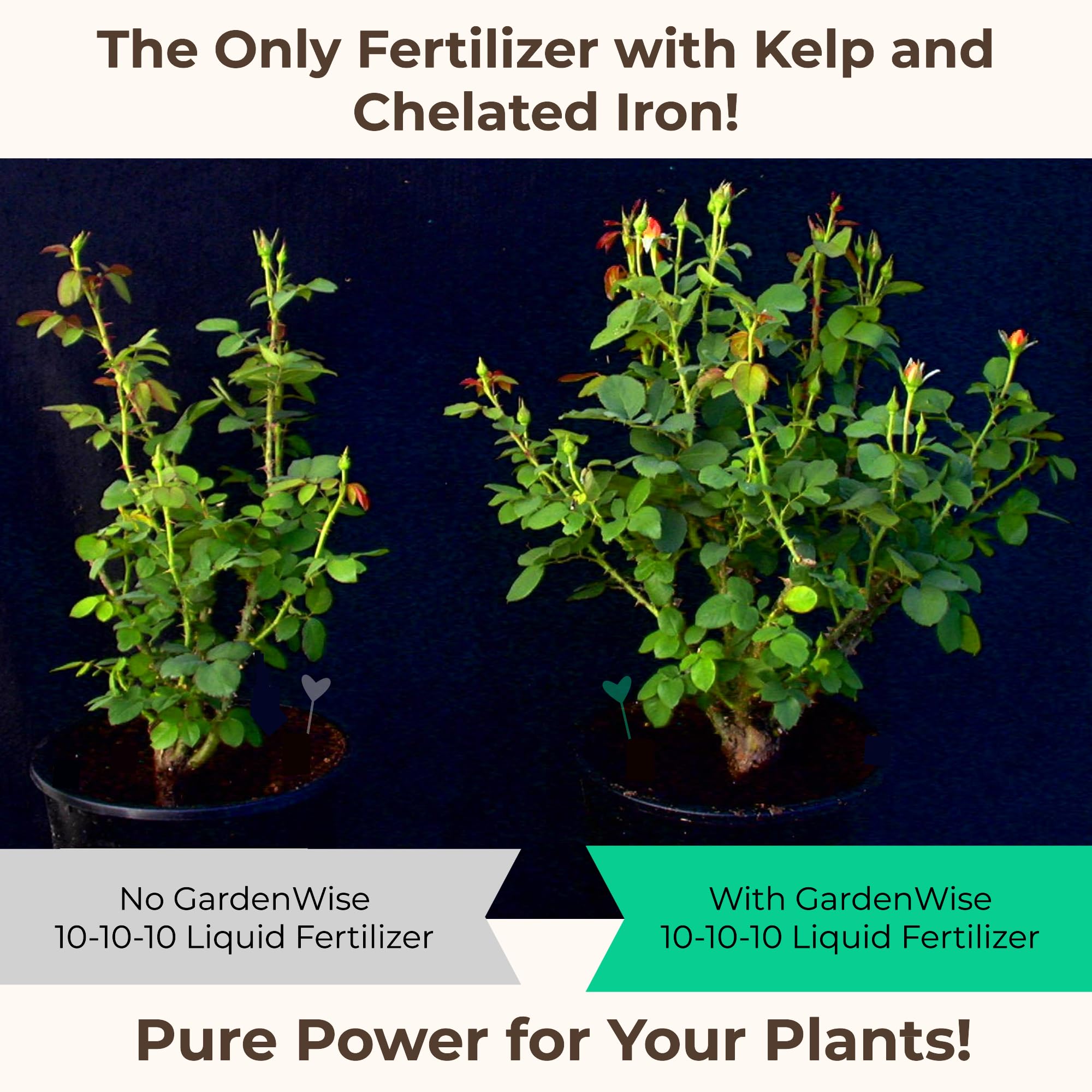 GARDENWISE 10-10-10 Liquid Fertilizer mixed with water