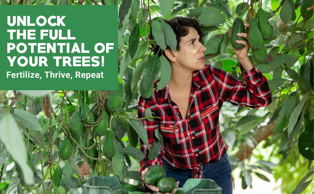 GARDENWISE 6-4-6 Fertilizer in use around citrus trees