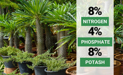 GARDENWISE 8-4-8 Palm Tree Fertilizer in a garden setting