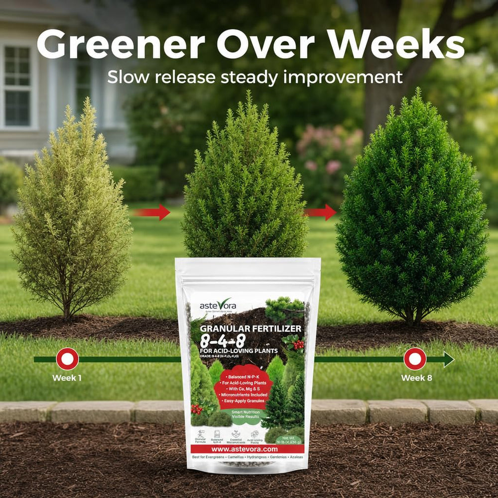 GARDENWISE Evergreen Fertilizer being applied to plants