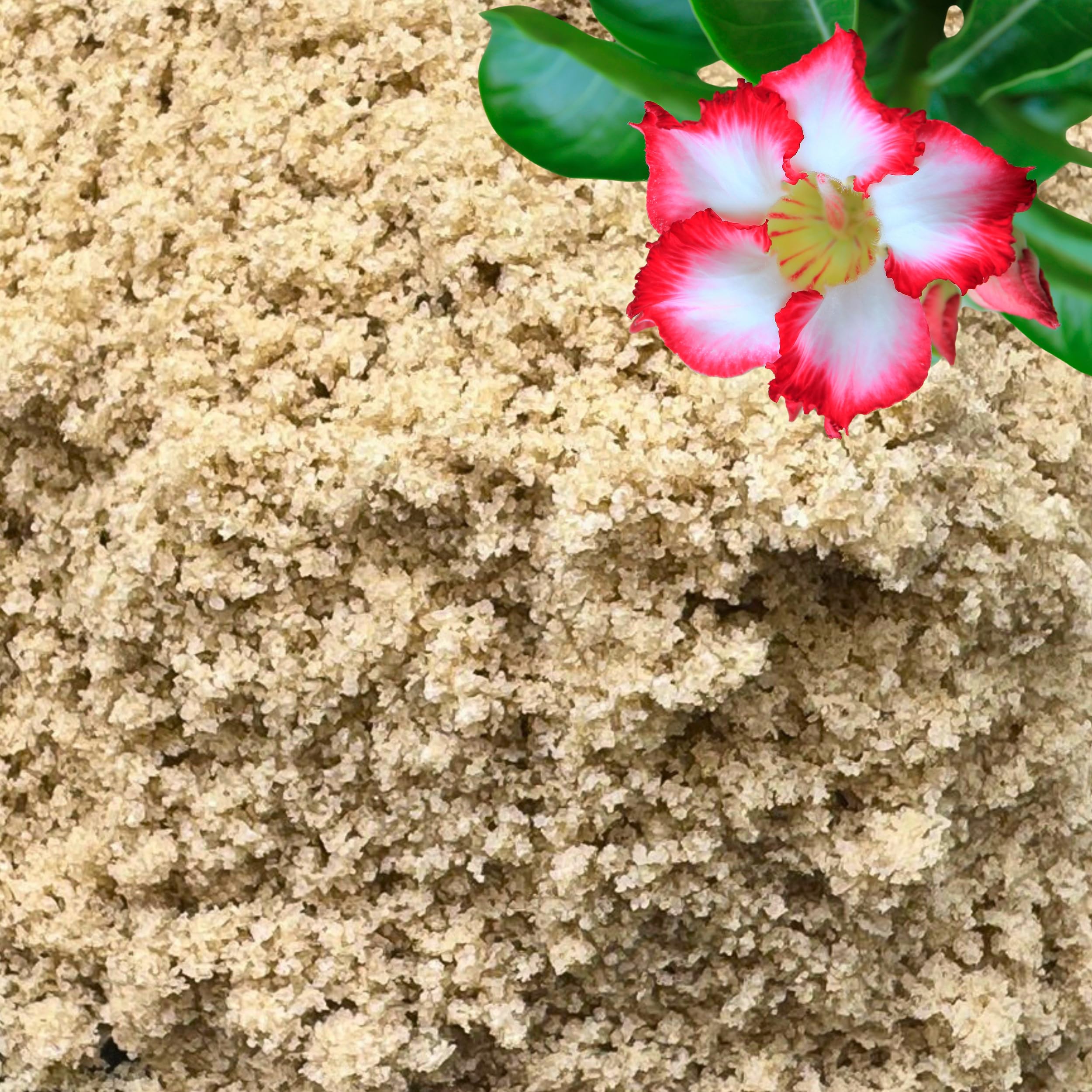 GARDENWISE Fine Sand for Plants 3 qt bag front view