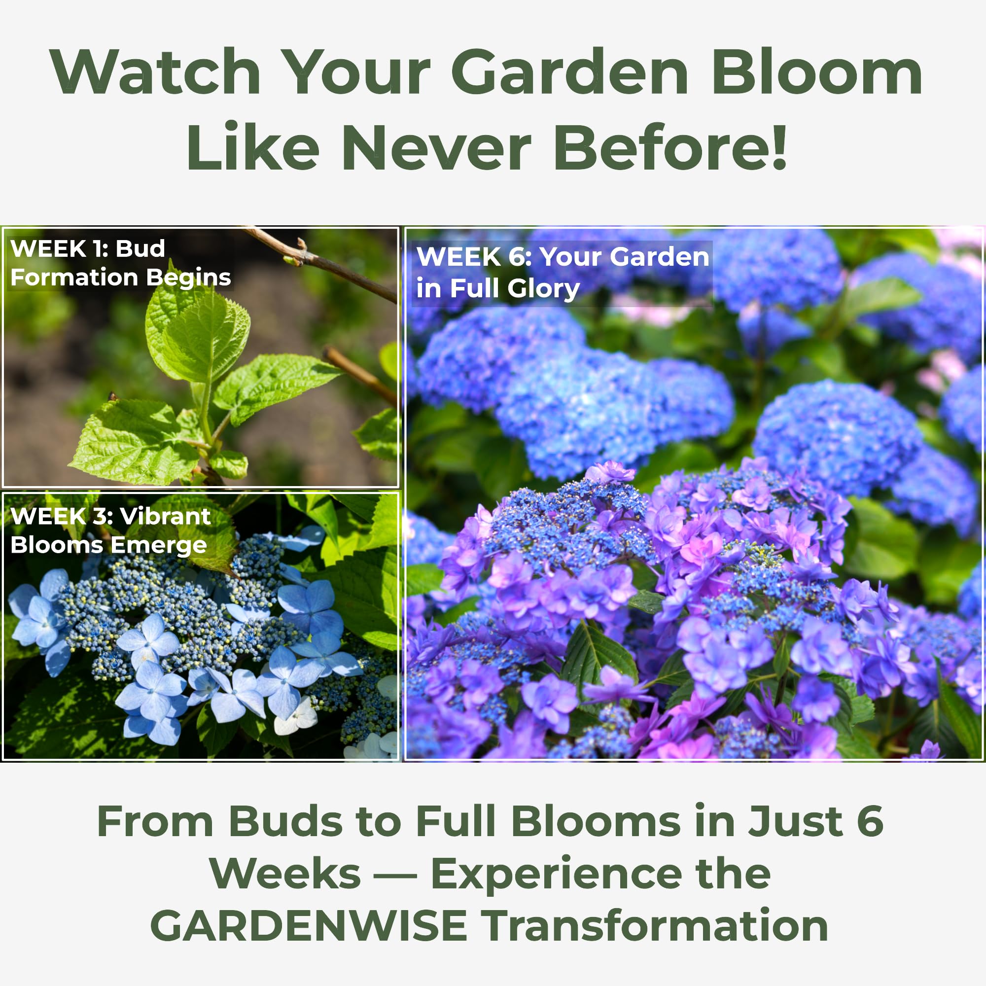 GARDENWISE Hydrangea Fertilizer granules on soil