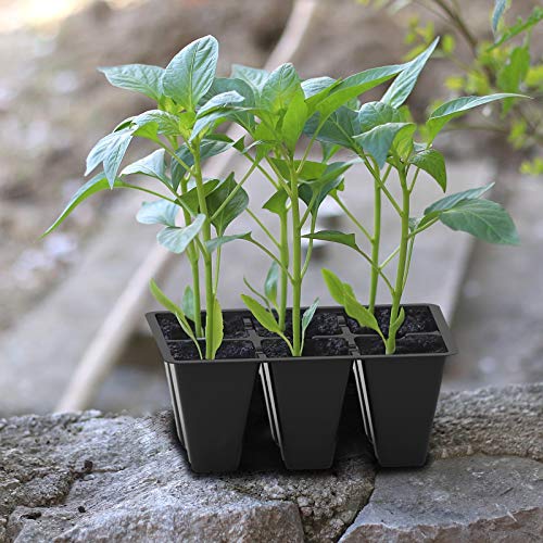 Gardzen seed starter tray with seedlings growing inside