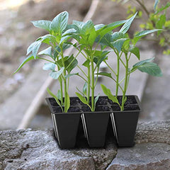 Gardzen seed starter tray with seedlings growing inside