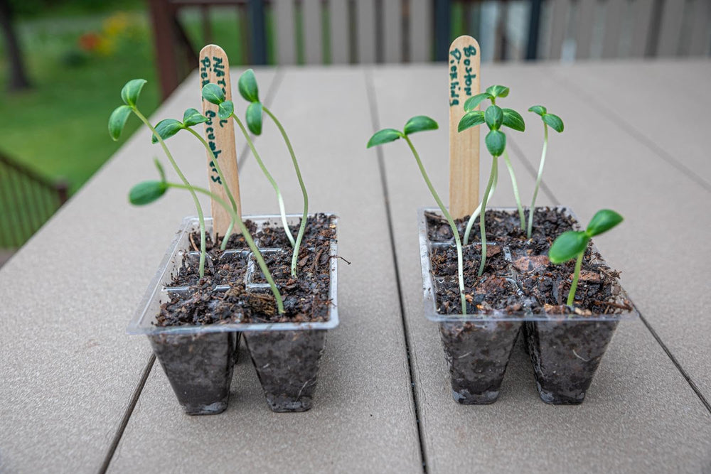 Gardzen seed starting tray in a garden setting