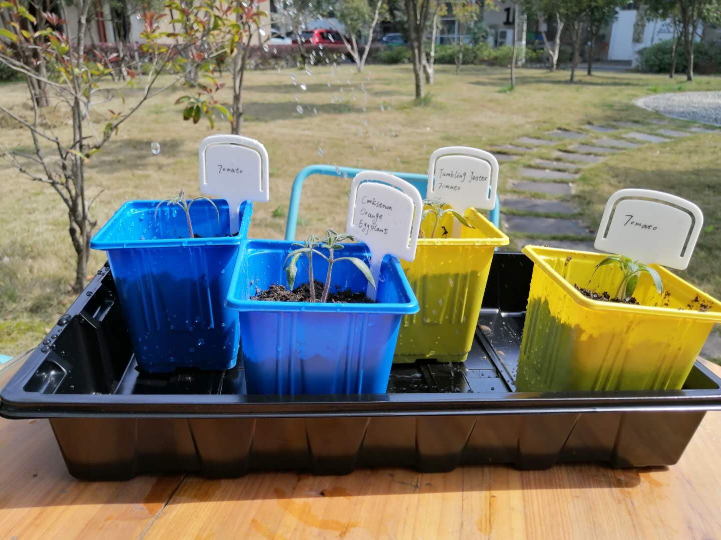 Gardzen seed trays dimensions and design details