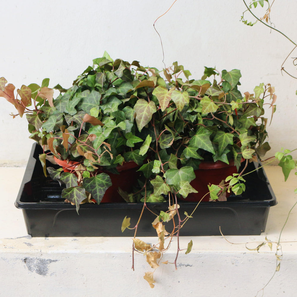 Gardzen seed trays showing no-drain design