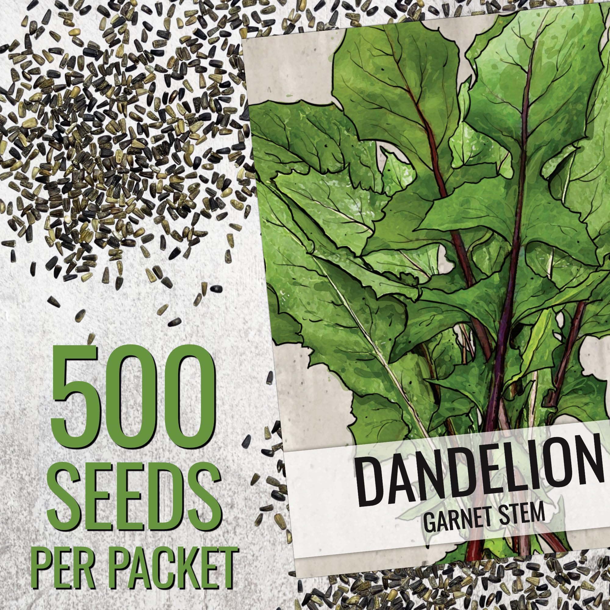 Garnet Stem Dandelion plant in garden